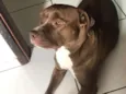 Nala