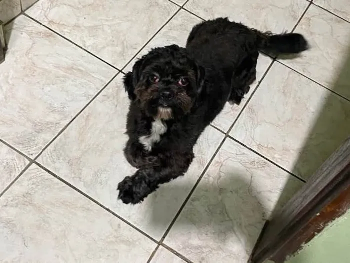 Cachorro raça Shitszu  idade 2 anos nome Thor 