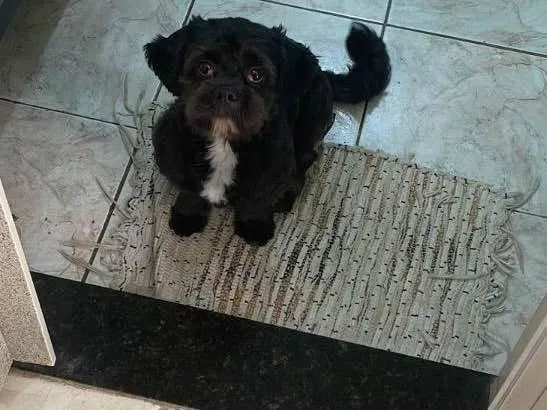 Cachorro raça Shitszu  idade 2 anos nome Thor 