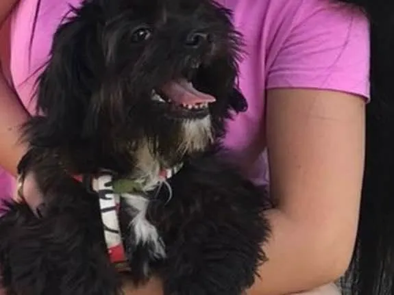 Cachorro raça Shitszu  idade 2 anos nome Thor 