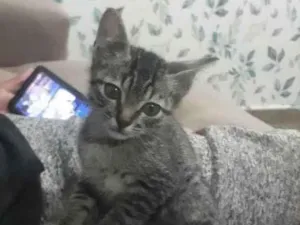 Gato raça SRD idade 2 a 6 meses nome Sem nome definido 