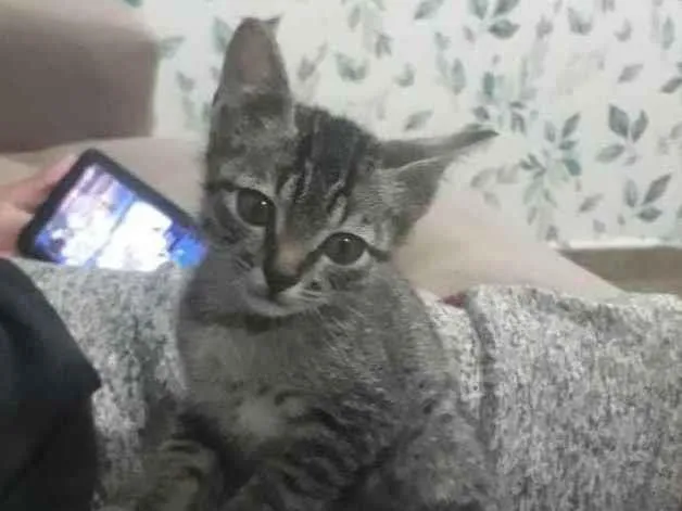 Gato ra a SRD idade 2 a 6 meses nome Sem nome definido 