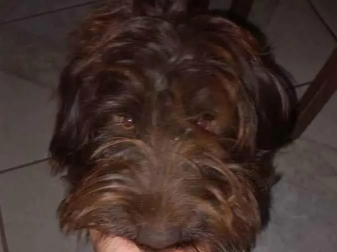 Cachorro ra a Labradoodle idade 7 a 11 meses nome Apolo