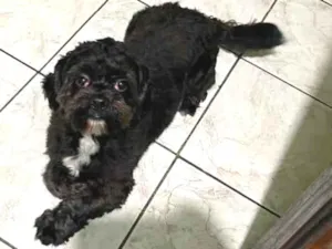 Cachorro raça Shitszu  idade 2 anos nome Thor 