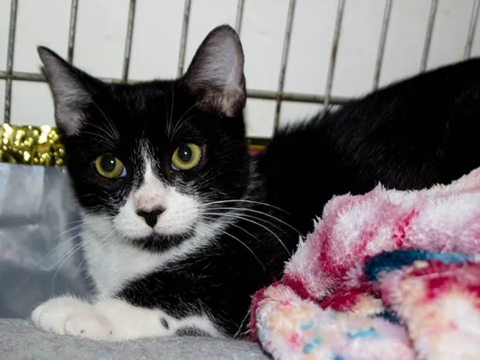 Gato raça SRD idade 7 a 11 meses nome Bresser