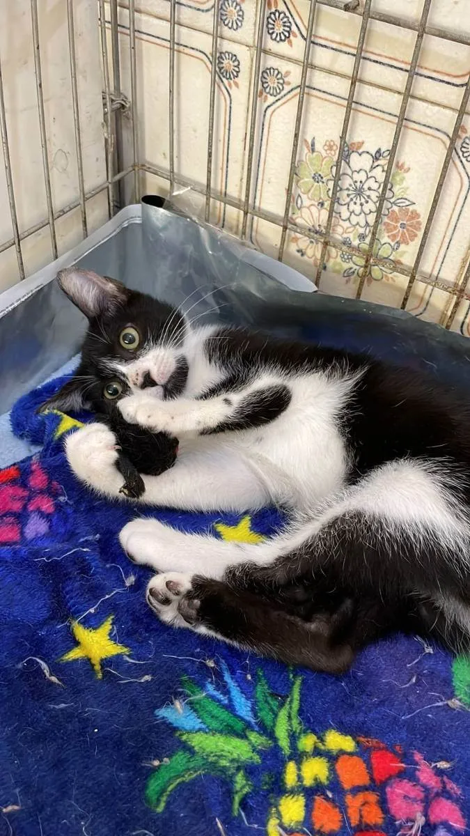 Gato raça SRD idade 7 a 11 meses nome Bresser