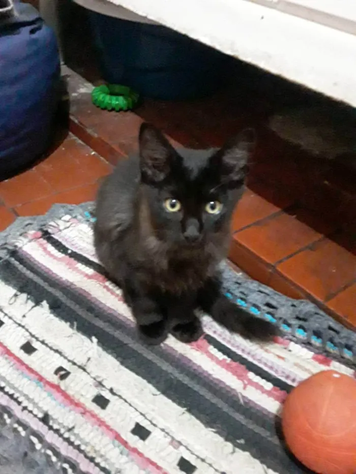 Gato raça Sem raça  idade 2 a 6 meses nome Pretinho