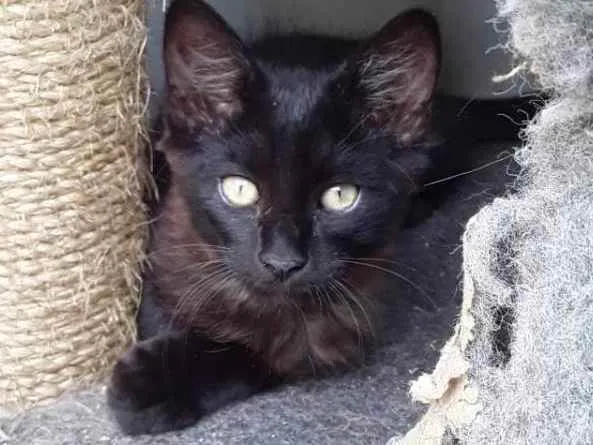 Gato raça Sem raça  idade 2 a 6 meses nome Pretinho