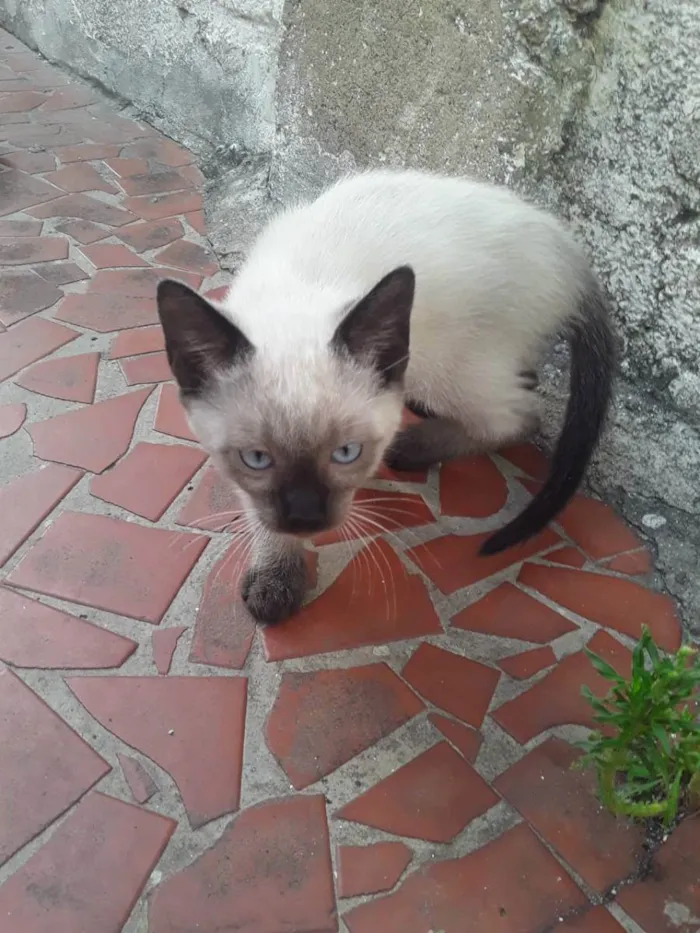 Gato raça SrD idade 2 a 6 meses nome Cristal