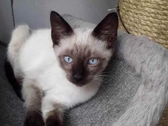 Gato raça SrD idade 2 a 6 meses nome Cristal