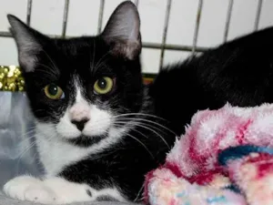 Gato raça SRD idade 7 a 11 meses nome Bresser