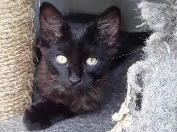 Gato raça Sem raça  idade 2 a 6 meses nome Pretinho