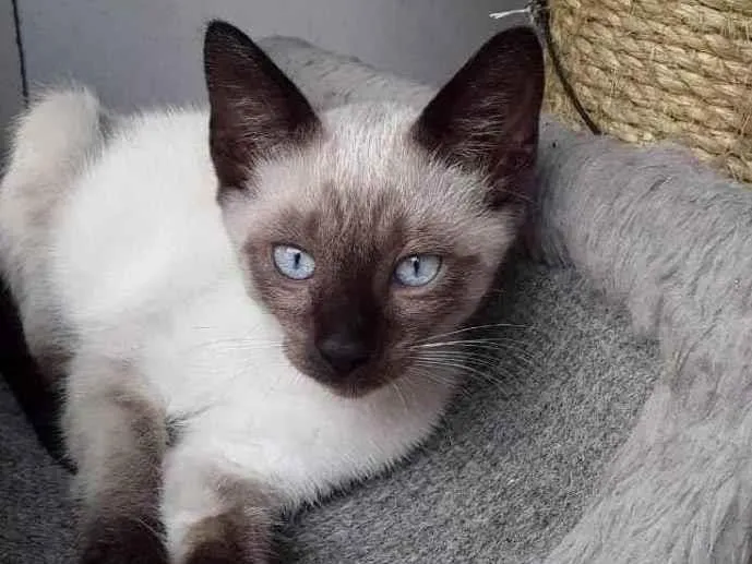 Gato raça SrD idade 2 a 6 meses nome Cristal