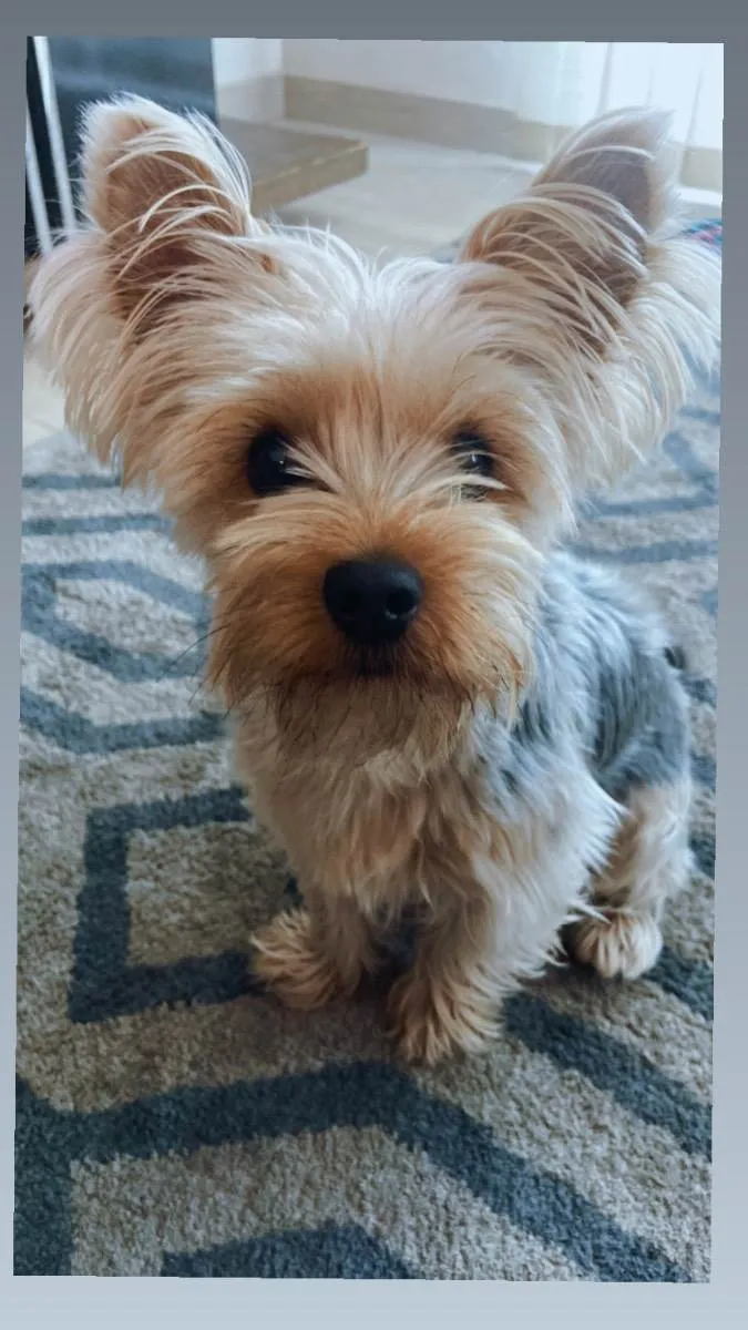 Cachorro ra a Yorkshire  idade 2 anos nome Zuly 