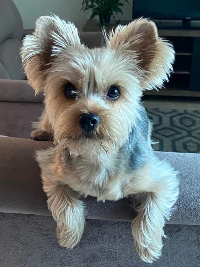 Cachorro ra a Yorkshire  idade 2 anos nome Zuly 