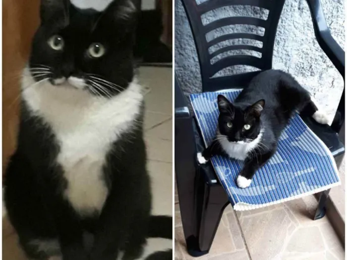 Gato ra a Sem raça definida idade 2 anos nome Joãozinho 