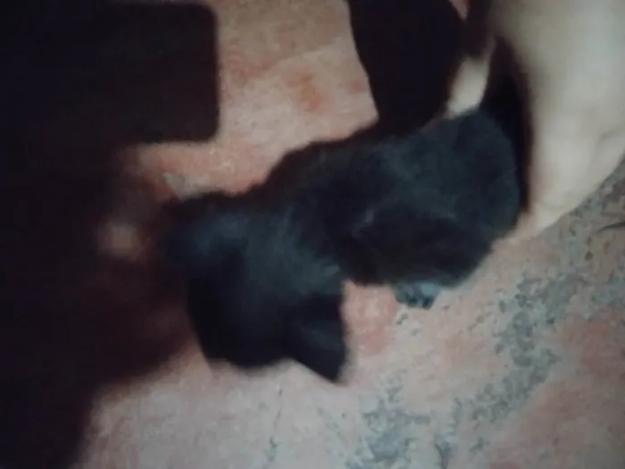 Gato raça Vira lata idade 2 a 6 meses nome Não tem nome definid