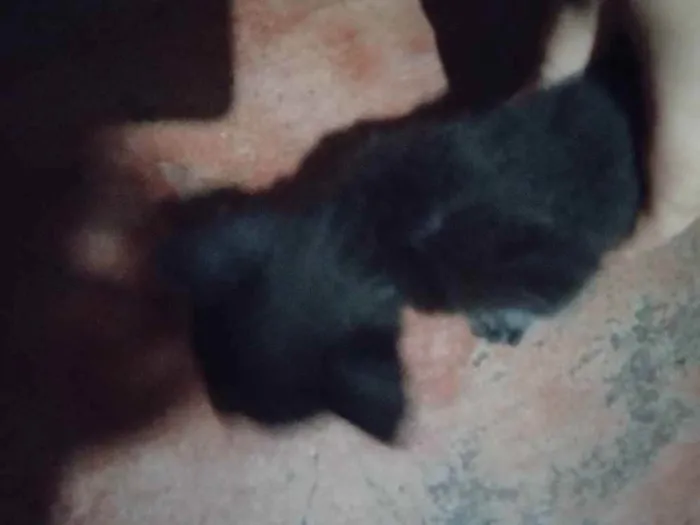 Gato raça Vira lata idade 2 a 6 meses nome Não tem nome definid