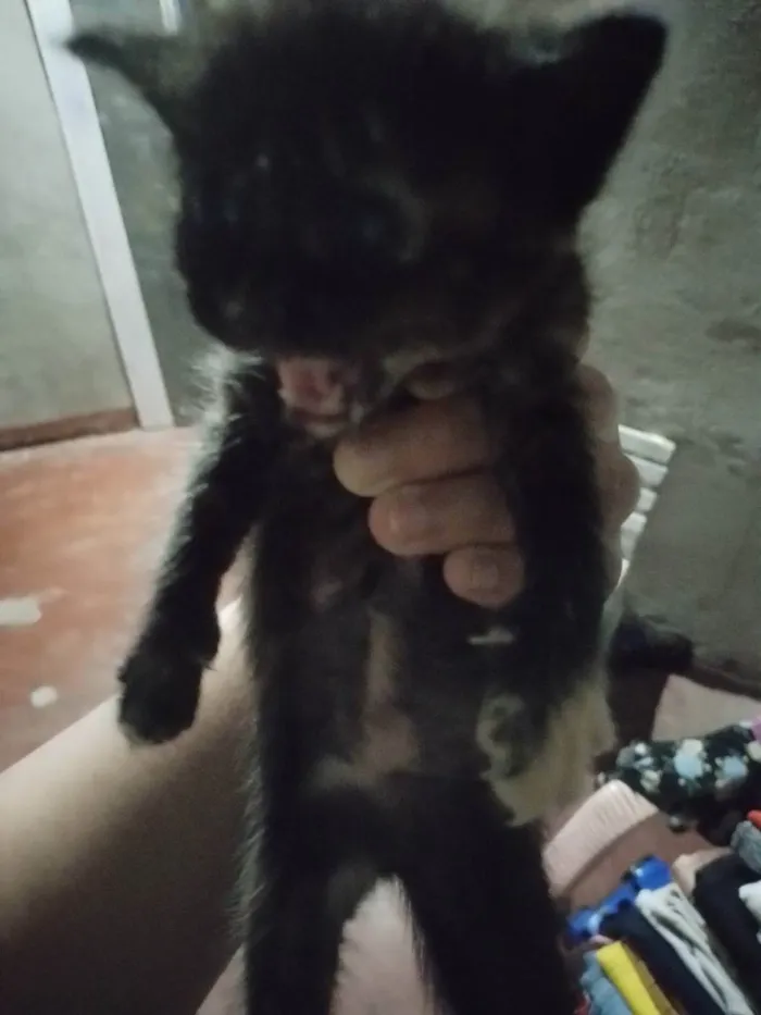 Gato raça Vira lata idade 2 a 6 meses nome Não tem nome definid