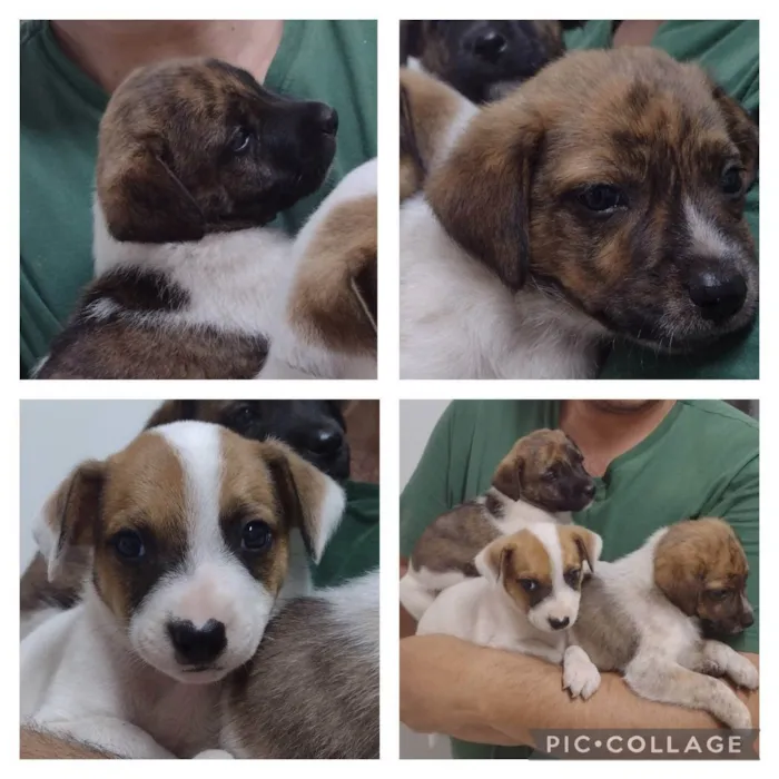 Cachorro ra a Indefinida  idade Abaixo de 2 meses nome Sem nome