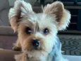 Zuly 