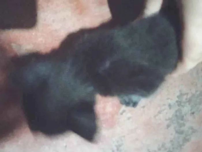 Gato raça Vira lata idade 2 a 6 meses nome Não tem nome definid