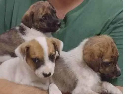 Cachorro ra a Indefinida  idade Abaixo de 2 meses nome Sem nome