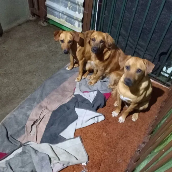 Cachorro ra a Indefinida  idade 2 anos nome Pipoca, Luna e Pando