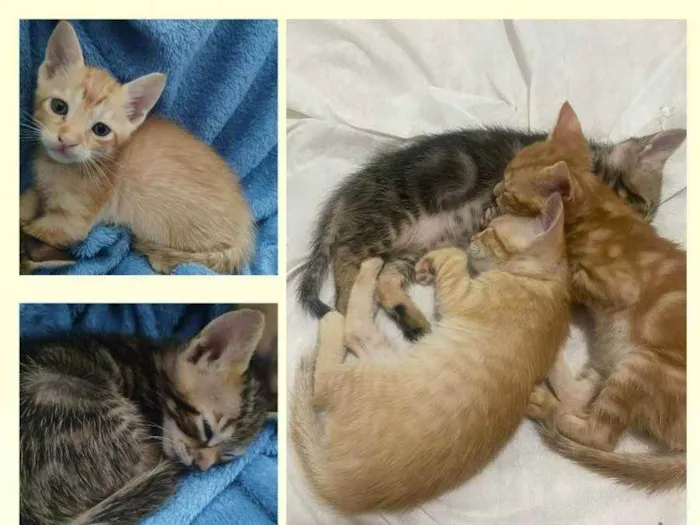 Gato ra a - idade 2 a 6 meses nome gatinhos