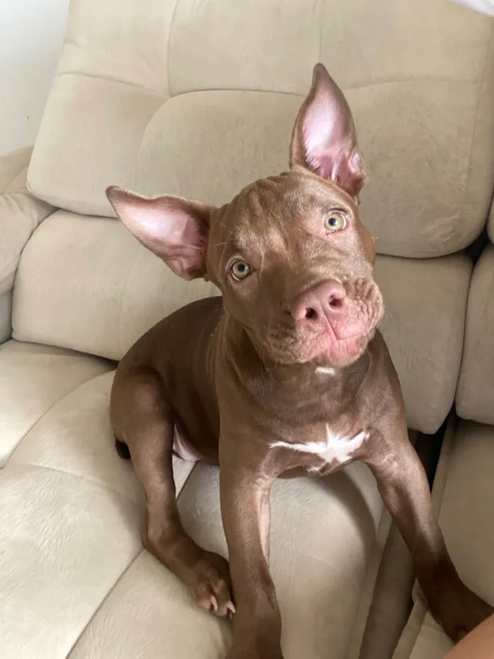 Cachorro ra a American bully idade 2 a 6 meses nome Jassy