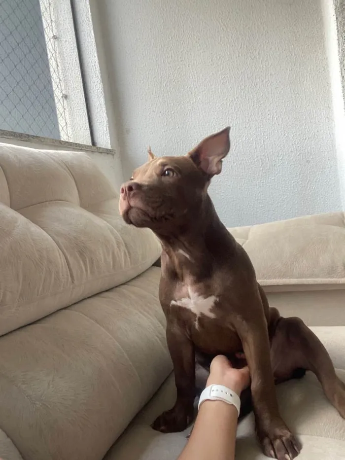 Cachorro ra a American bully idade 2 a 6 meses nome Jassy