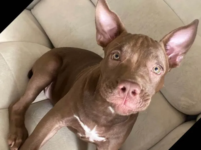 Cachorro ra a American bully idade 2 a 6 meses nome Jassy