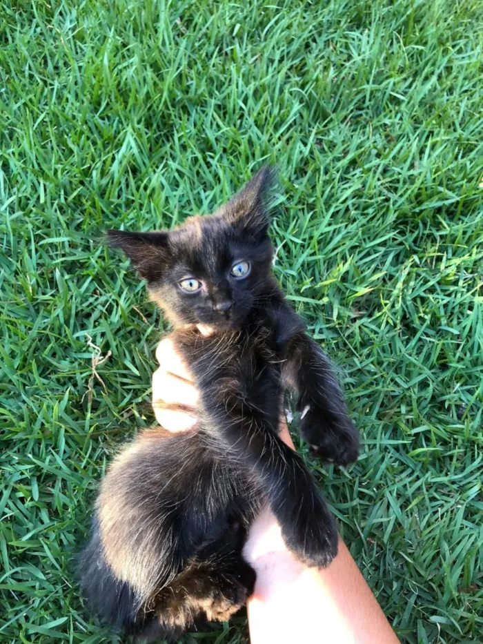 Gato ra a SRD idade 2 a 6 meses nome Vários