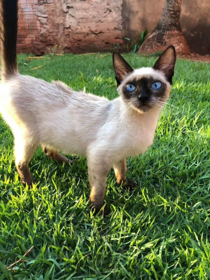 Gato ra a SRD idade 2 a 6 meses nome Vários