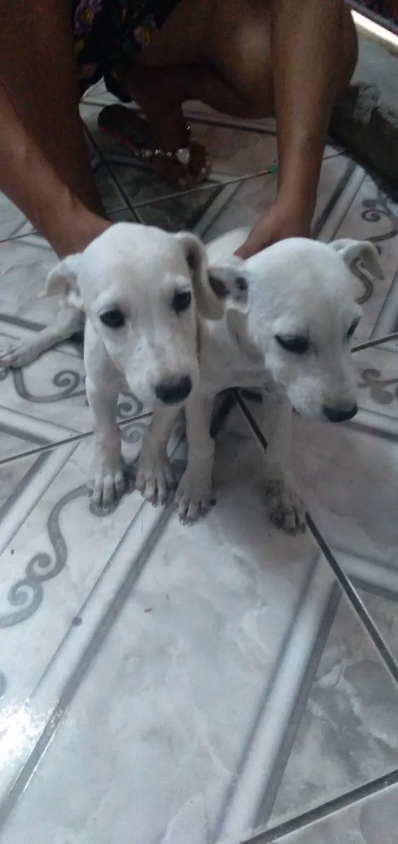 Cachorro ra a  idade 2 a 6 meses nome Não tem