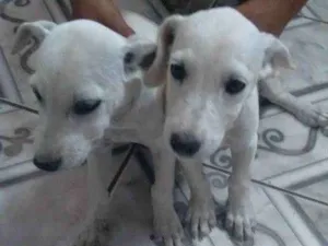 Cachorro raça  idade 2 a 6 meses nome Não tem