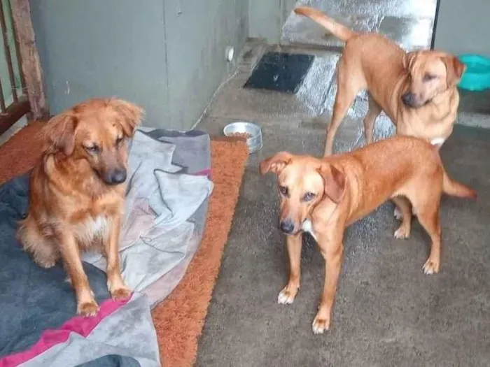 Cachorro ra a Indefinida  idade 2 anos nome Pipoca, Luna e Pando