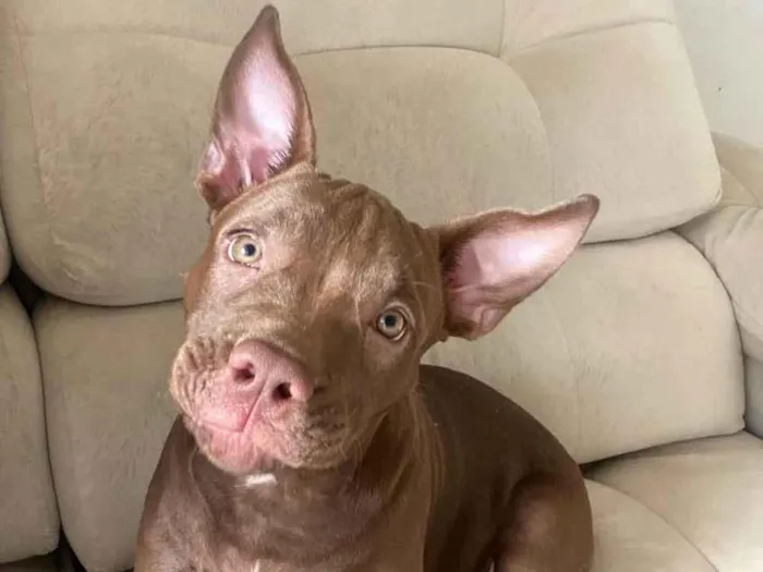 Cachorro ra a American bully idade 2 a 6 meses nome Jassy