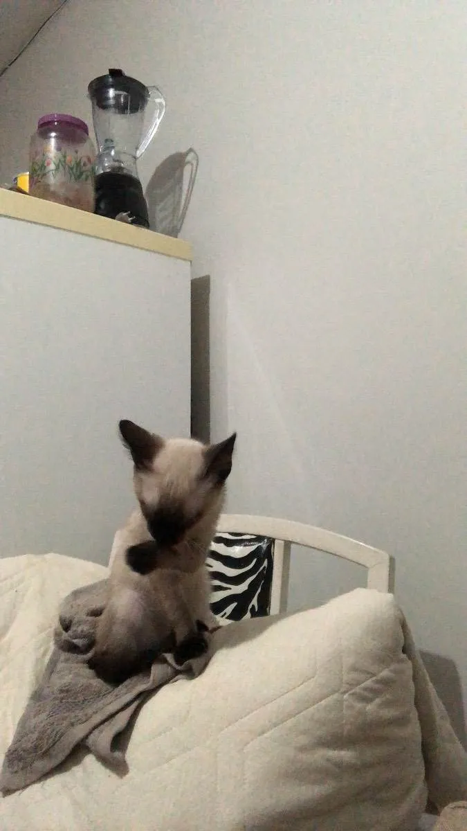 Gato ra a Siamês  idade 2 a 6 meses nome Solei