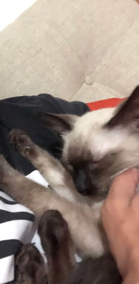 Gato ra a Siamês  idade 2 a 6 meses nome Solei