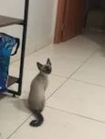 Solei