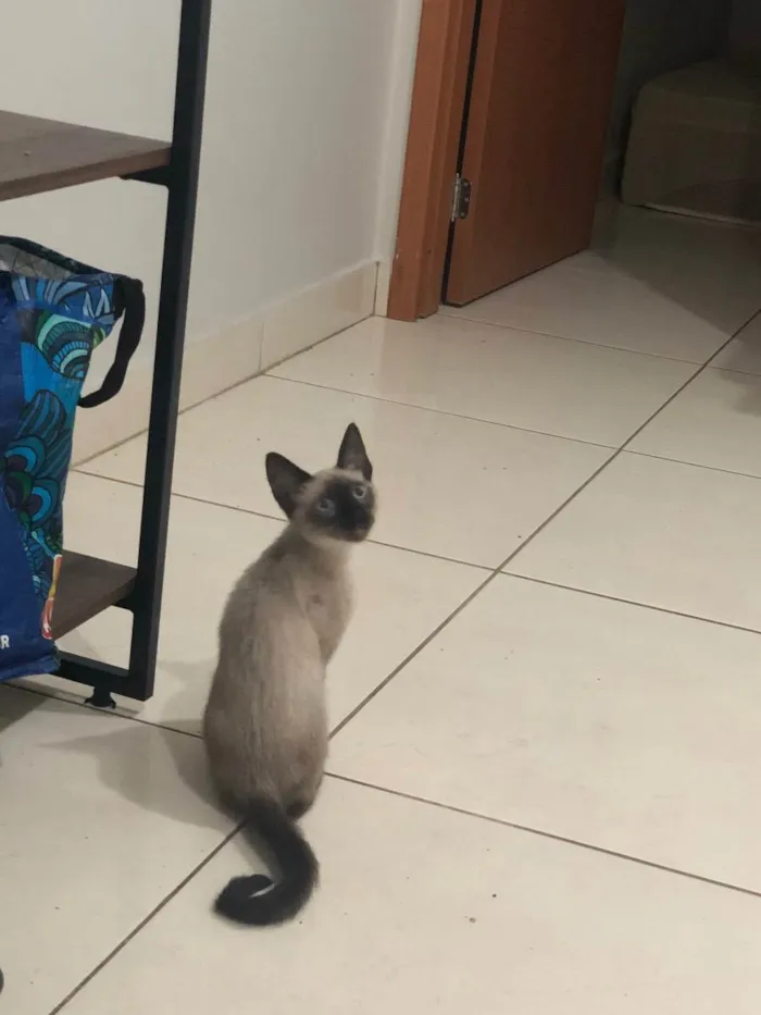 Gato ra a Siamês  idade 2 a 6 meses nome Solei