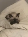 Solei