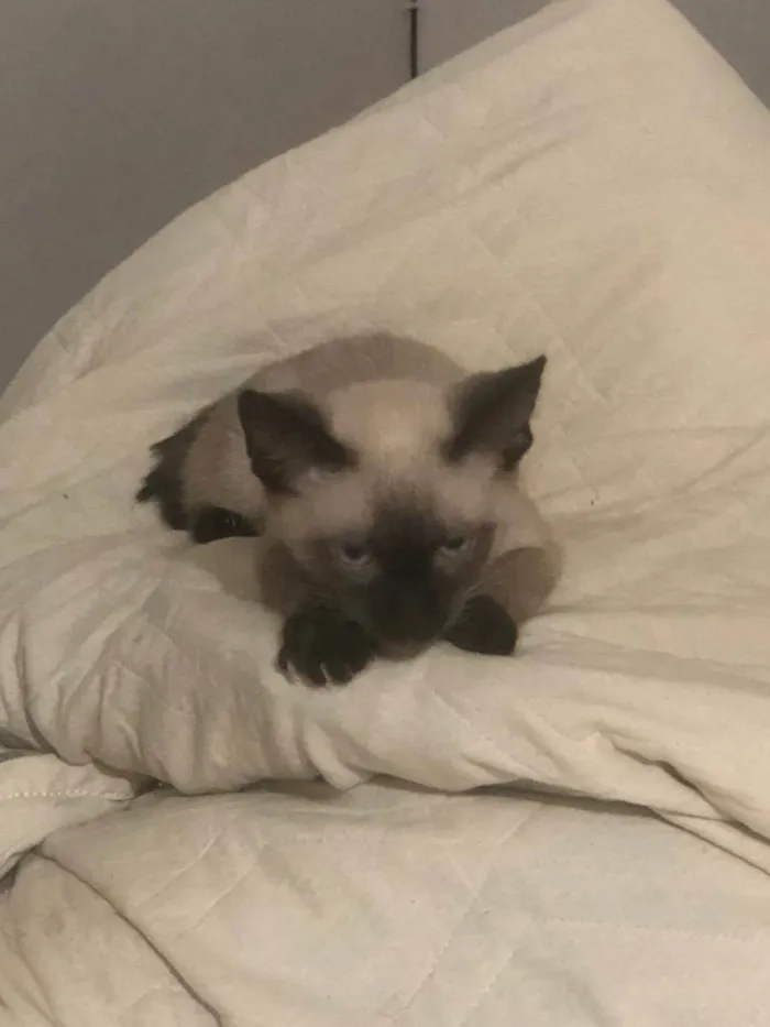 Gato ra a Siamês  idade 2 a 6 meses nome Solei