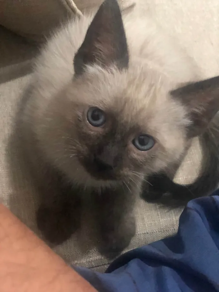 Gato ra a Siamês  idade 2 a 6 meses nome Solei