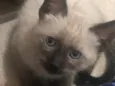 Solei
