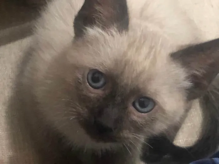 Gato ra a Siamês  idade 2 a 6 meses nome Solei