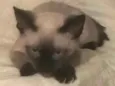 Solei