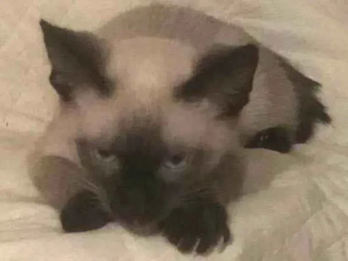 Gato ra a Siamês  idade 2 a 6 meses nome Solei