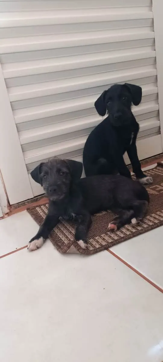 Cachorro ra a Vira lata idade 2 a 6 meses nome Não tem nome 